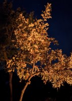 PXL_20200926_022112360.NIGHT.jpg