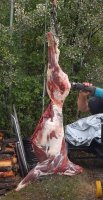 deer2.JPG