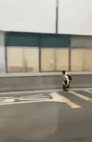 A9399C5E-81EE-41DB-9177-3BE9CD1D566C.gif