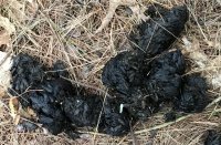bear poop.JPG