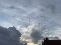 70EB2CE0-999D-4F08-892E-927C6DC6F6C2.jpeg