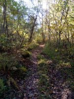 IMG_20201017_152543.jpg