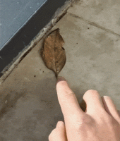 7BCADCE2-5085-484B-B1B5-6EF58DDBBCBC.gif