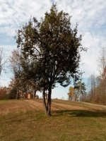 IMG_20201105_133716.jpg