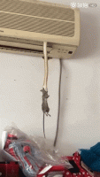 14F58968-A8E2-493B-8622-D946B59012E5.gif