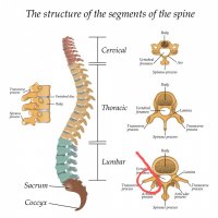 spinal_column_structures_labeled_shutterstock_546420697~2.jpg
