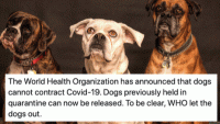 Covid Dogs.gif