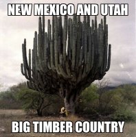 big cacti.jpg