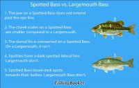 spotted-bass-vs-largemouth.jpg