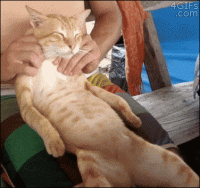 giphy (5).gif