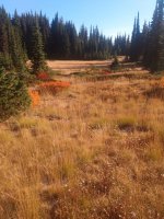 IMG_20201009_094535384.jpg