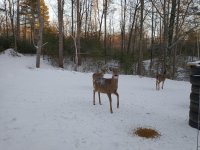 IMG_20201225_155431396.jpg