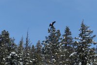 eagle.jpg
