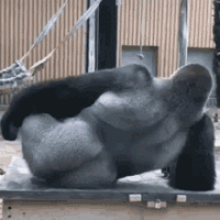 tenor (14).gif