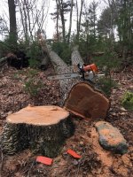 AnotherOakSnag - 1.jpeg