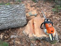 AnotherOakSnag - 2.jpeg