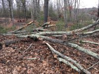AnotherOakSnag - 3.jpeg
