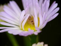 DSC03751-Exposure (1280x960).jpg