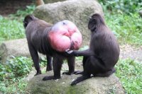 lr_ginormous-monkey-butt-20161-1240326062-6_001.jpg