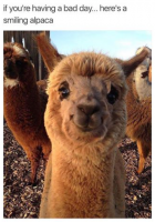 alpaca.png