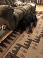 36C5FB61-1B51-4330-829F-C49CA39E41C8.jpeg 36C5FB61-1B51-4330-829F-C49CA39E41C8.jpeg