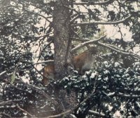 Cougar Tree.jpg