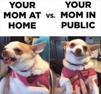 your mom at home dog meme.jpg