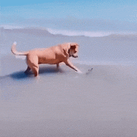 E9030DE1-0F8B-4DAD-9D12-ACC5F14201B8.gif