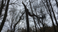 7960AAE4-82D0-4DD6-9CD5-49E7D3617C0B.png