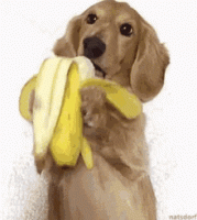 signal-2021-03-30-063211.gif