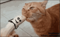 signal-2021-04-01-063323.gif