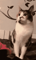 tenor (33).gif