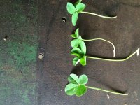 image.jpeg image.jpeg