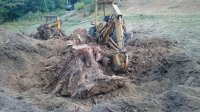 stumps backhoe 083.JPG