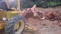 stumps backhoe 087.JPG
