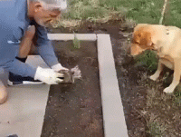 F85976C0-15C1-4B0B-89F4-4A72DE4F4964.gif
