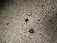 D75E716C-5285-4956-BC56-3863E7EE5A6E.jpeg