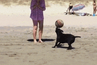 DF8819A1-350F-4FE2-BE8C-73E8D156F88A.gif