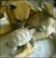 89CEDFC2-6431-4D04-806D-51761D403D47.gif