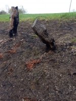 IMG_20210416_181752.jpg