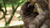 giphy (15).gif