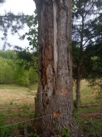 IMG_20210503_191228.jpg