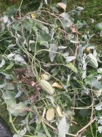 IMG_20210506_084522.jpg