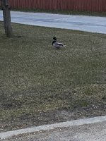 C5237D6E-74C4-421E-97B3-6B06FA755065.jpeg