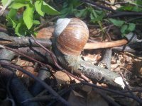 roman snail.jpg