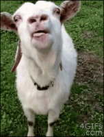 FE72D0AC-49A4-467D-A547-E98E3151B1EA.gif