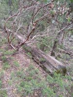 IMG_20210522_134743746.jpg