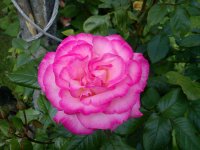 DSC05485.JPG