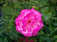 DSC05486.JPG