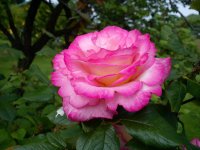 DSC05487.JPG